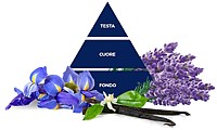 felce azzurra lavanda iris mini